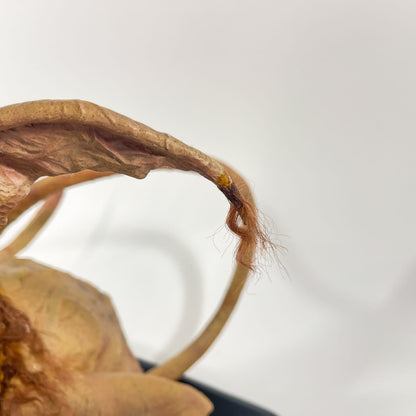 Vintage SIDESHOW Star Wars Statues & Busts Salacious B. Crumb Life-Size Figure – Sideshow Collectibles (2008)